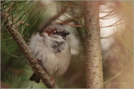 <p>VRABEC DOMÁCÍ (Passer domesticus) /House sparrow - Haussperling/</p>